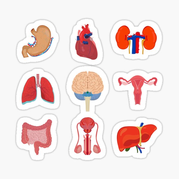 Anatomy Biology RN Doctor Nurse Organs Medical Student  Sticker