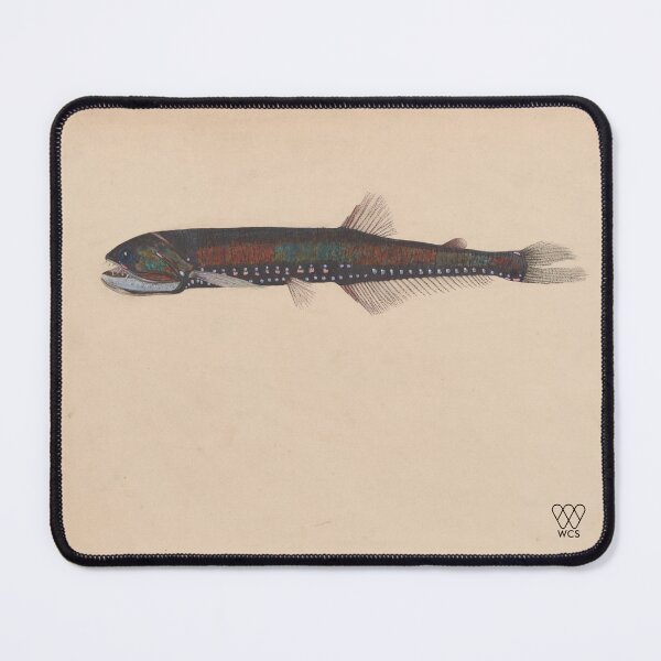 Item preview, Hudson Canyon Elongated Bristlemouth Fish designed and sold by WCS-Archives.