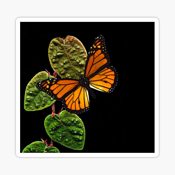 Item preview, Butterfly shadow - (c) ben yassa designed and sold by beny .