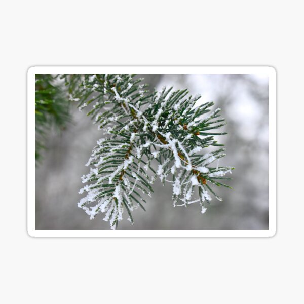 Item preview, Wisconsin Pine Needles and Snow designed and sold by LunarDogs.
