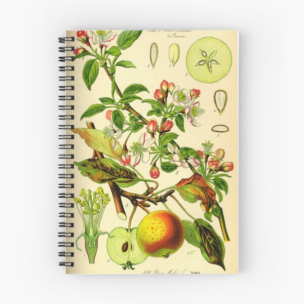 Item preview, Vintage Illustration of a Apple Tree designed and sold by botanicalworks.