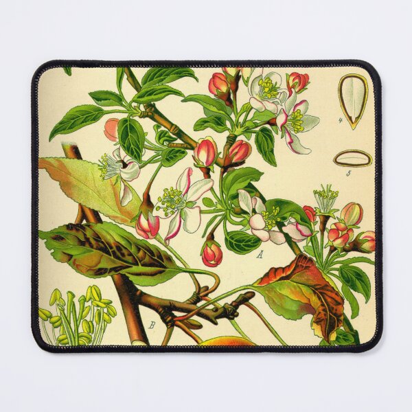Item preview, Vintage Illustration of a Apple Tree designed and sold by botanicalworks.