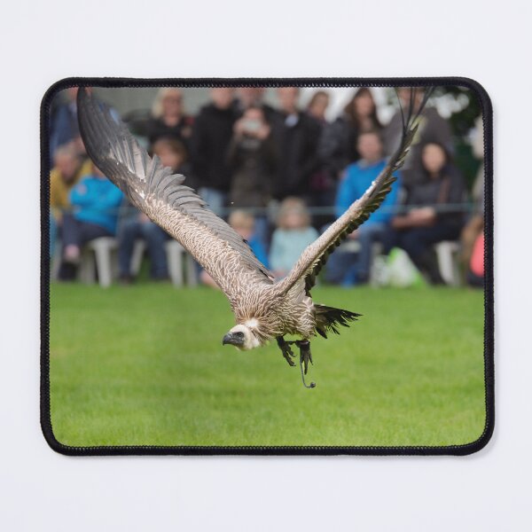 Item preview, Low flying Vulture During Bird Show designed and sold by David Patterson.