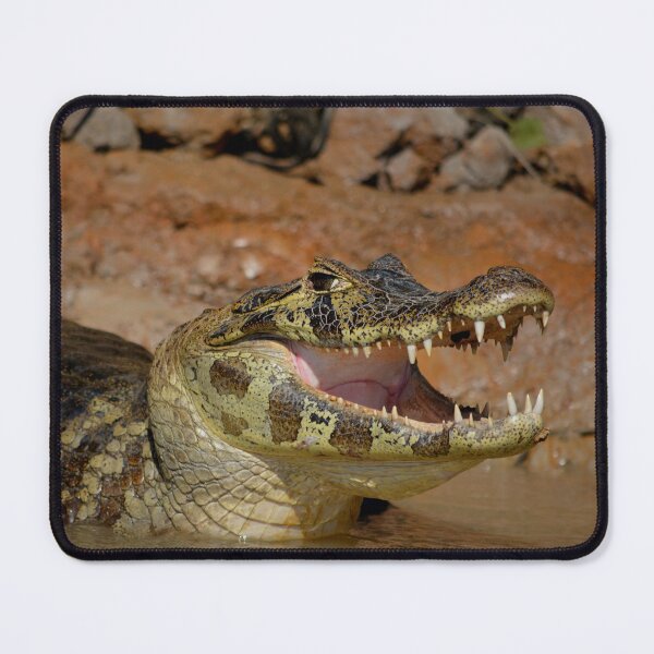 Item preview, Brazil Pantanal Caiman  designed and sold by Schoensl.