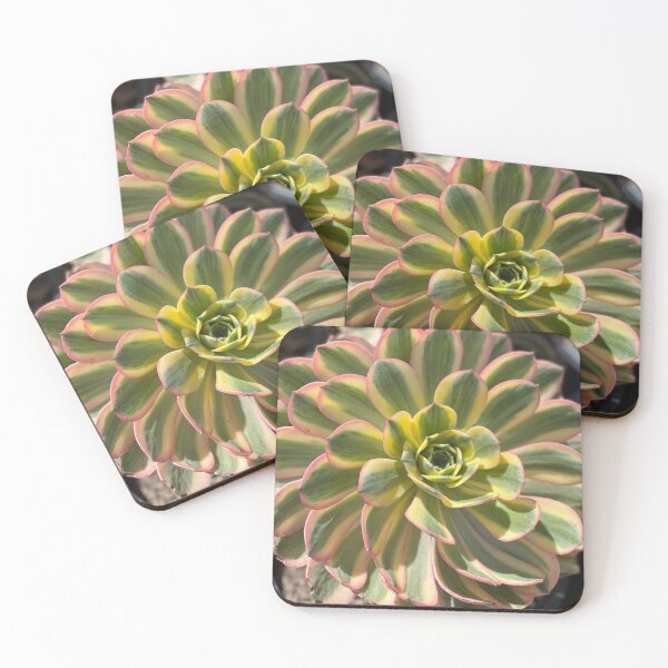 Item preview, Succulents designed and sold by Jennco60.