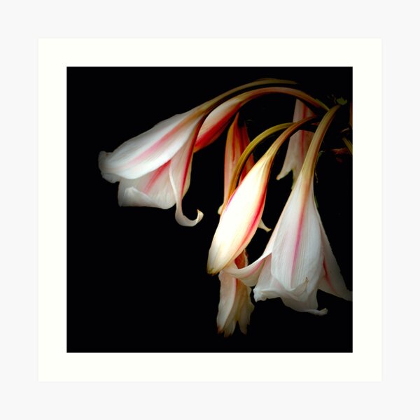 FLEURS EN ROSE 2 Art Print