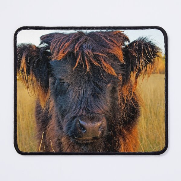 Item preview, Highland Cow designed and sold by Rick Knowles Photo Art.