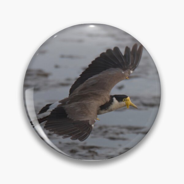 Item preview, Masked lapwing (Plover) in flight designed and sold by BirdsAlive.