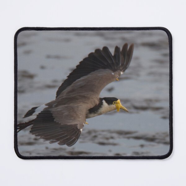 Item preview, Masked lapwing (Plover) in flight designed and sold by BirdsAlive.
