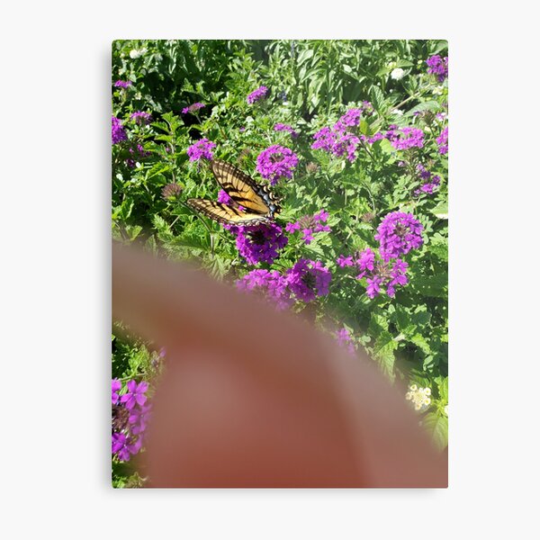 Aperçu de l'œuvre Yellow and Black Butterfly in Purple Flowers créée et vendue par PAILLEADER.