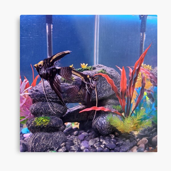 Aperçu de l'œuvre Colorful Fish In The Aquarium créée et vendue par PAILLEADER.