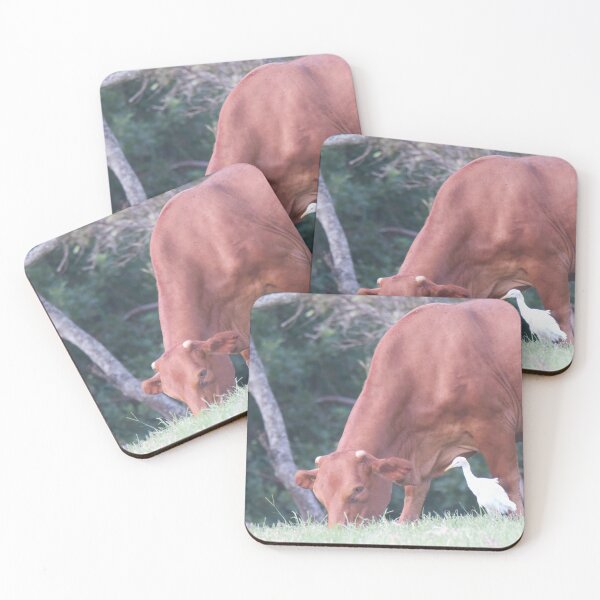 Item preview, Cattle Egret looking for insects to eat designed and sold by BirdsAlive.