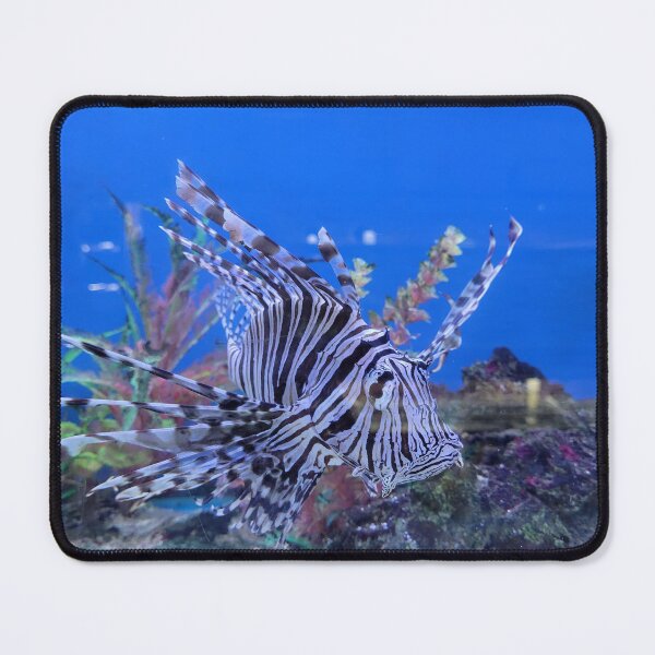 Item preview, Zebra Fish Underwater designed and sold by PAILLEADER.
