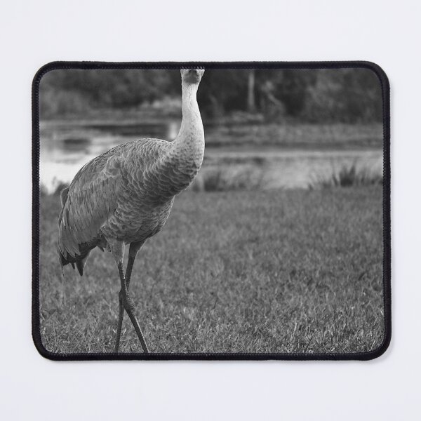 Item preview, Sandhill Crane At Orlando Wetlands Park Black And White designed and sold by MercerImages.