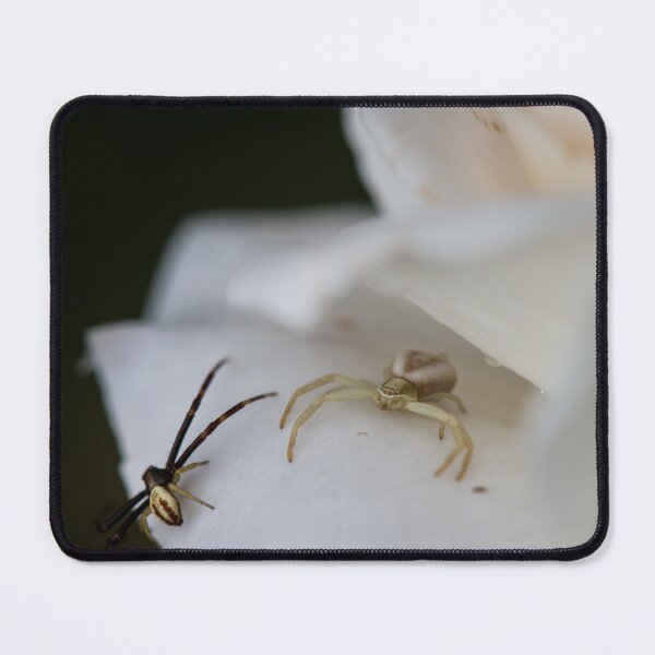 Item preview, Male and Female Crab Spiders on White Rose designed and sold by LeighMilesArt.