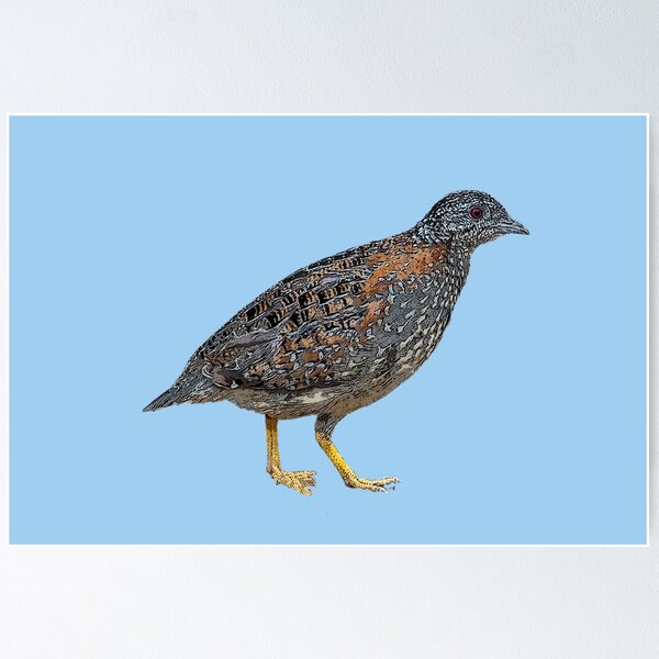 Item preview, Painted Buttonquail Color Design  designed and sold by designsasstultd.