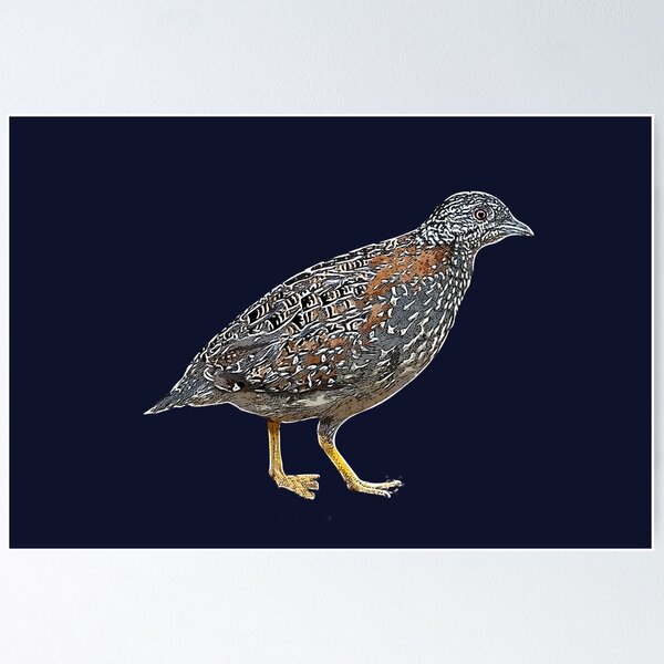 Item preview, Painted Buttonquail White Alternate Design  designed and sold by designsasstultd.