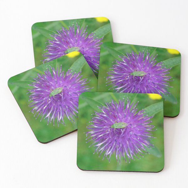 Item preview, Common Knapweed designed and sold by Barrie Woodward.