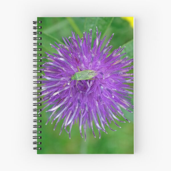 Item preview, Common Knapweed designed and sold by Barrie Woodward.