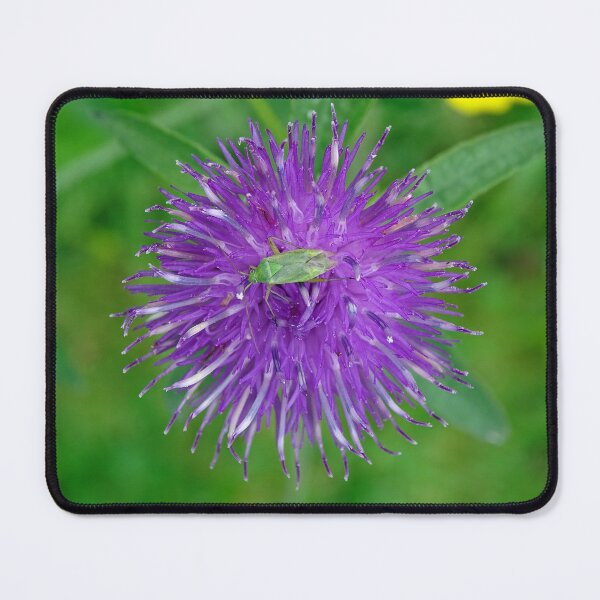Item preview, Common Knapweed designed and sold by Barrie Woodward.