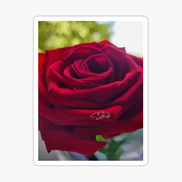 Item preview, Kiss from a Rose designed and sold by CJRodgersart.