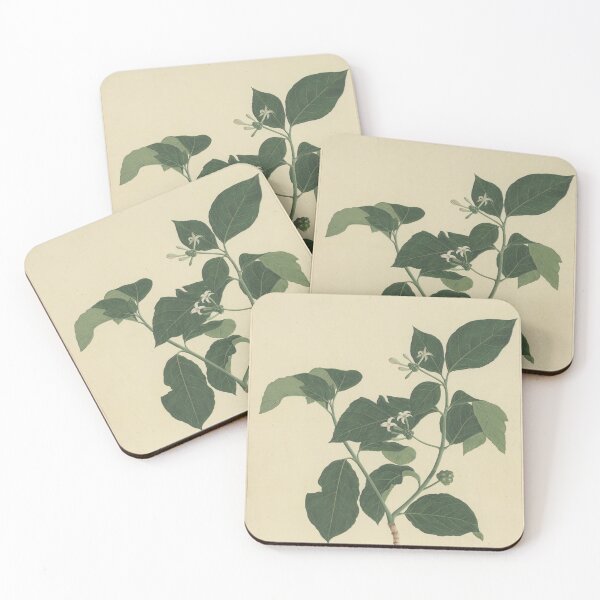 Item preview, Vintage Illustration of Indian Mulberry designed and sold by botanicalworks.