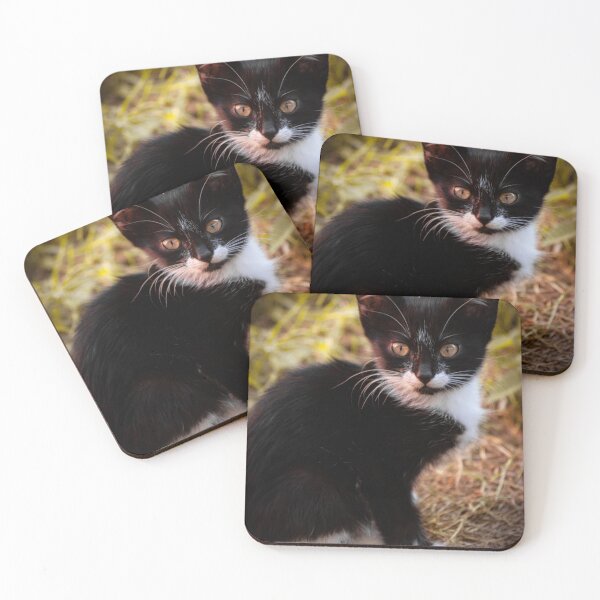 Item preview, Bleck cat designed and sold by YarekPhoto.