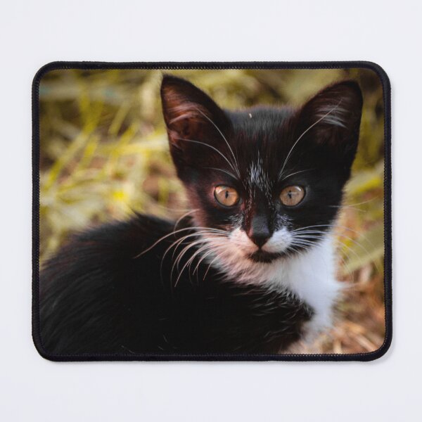 Item preview, Bleck cat designed and sold by YarekPhoto.