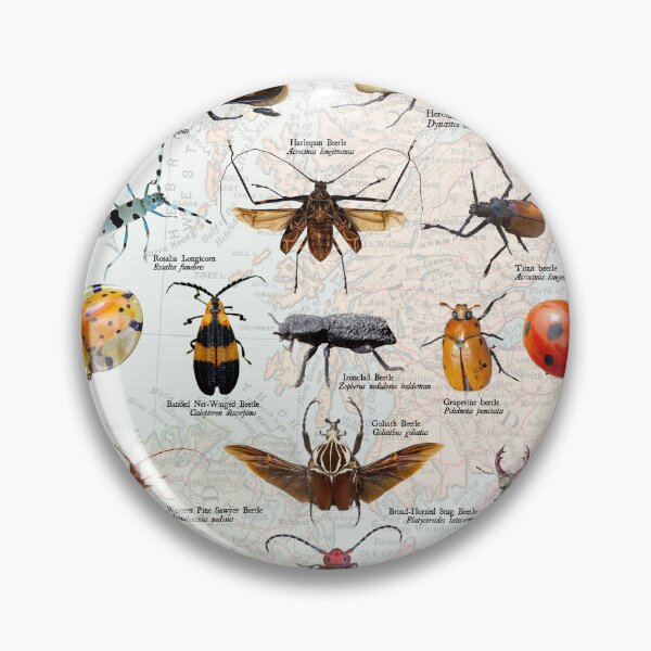 Item preview, beetles of the Americas scientific Diagram entomology poster designed and sold by wesleykshaver.
