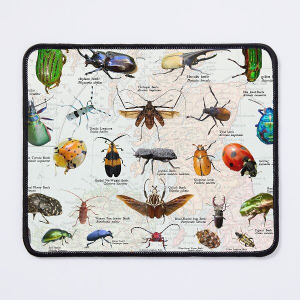 Item preview, beetles of the Americas scientific Diagram entomology poster designed and sold by wesleykshaver.
