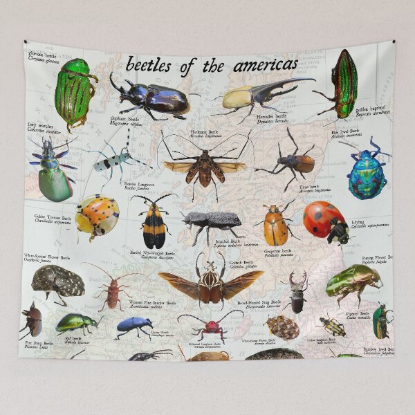 Item preview, beetles of the Americas scientific Diagram entomology poster designed and sold by wesleykshaver.