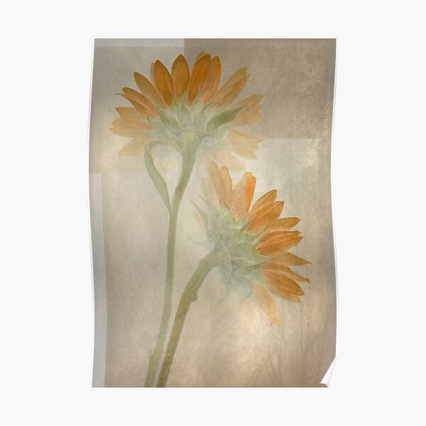 Sunflowers Fresco Poster