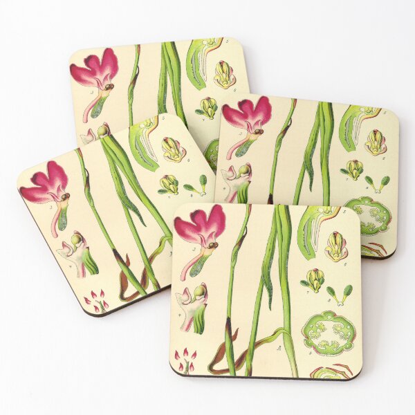 Item preview, Botanical Illustration Anacamptis Pyramidalis designed and sold by botanicalworks.