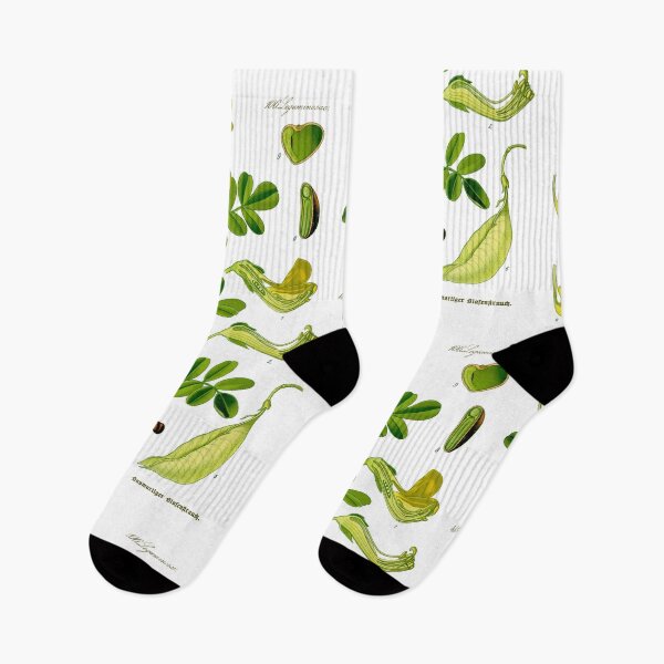 Item preview, Botanical Illustration Colutea Arborescens designed and sold by botanicalworks.