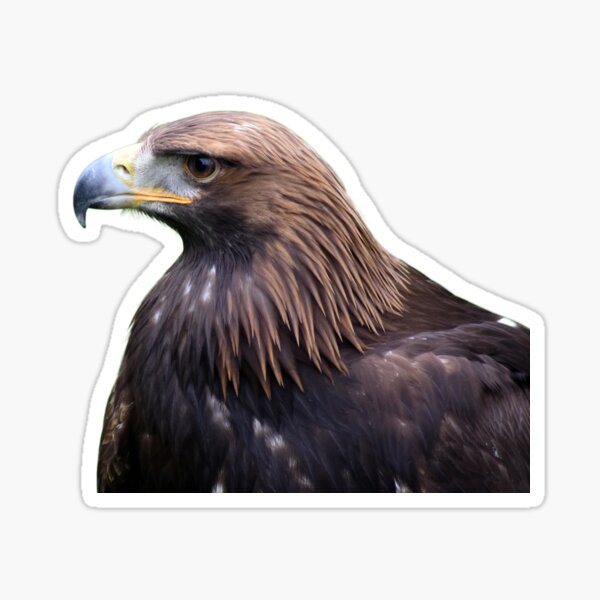 Glorious Golden Eagle Sticker