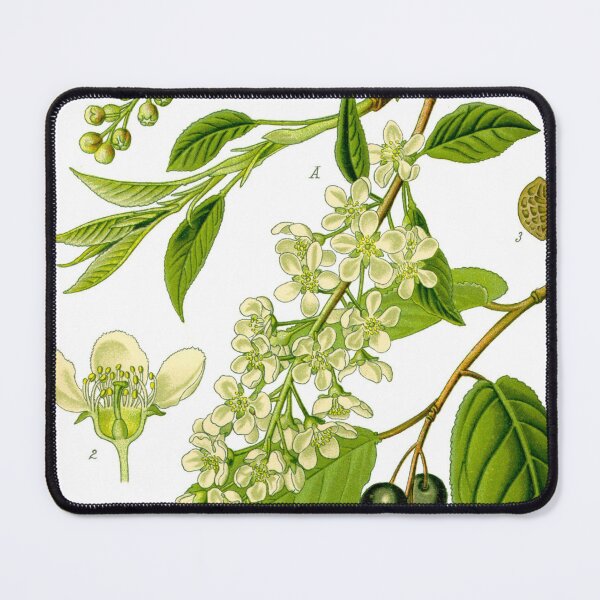 Item preview, Botanical Illustration Prunus Avium designed and sold by botanicalworks.
