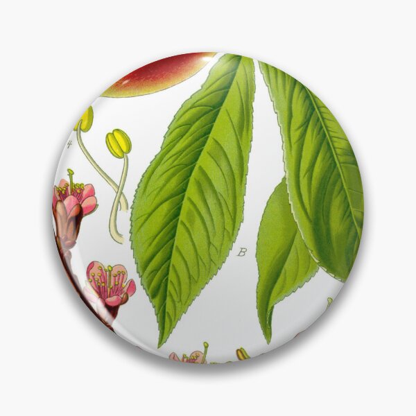 Item preview, Botanical Illustration Prunus Persica designed and sold by botanicalworks.