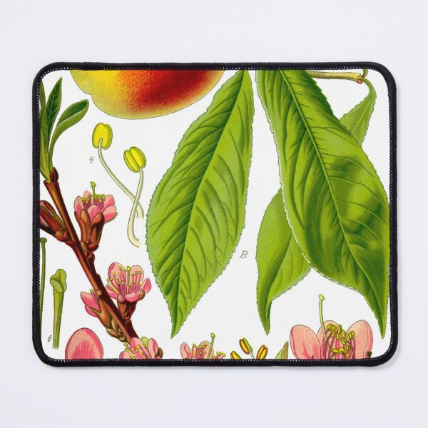 Item preview, Botanical Illustration Prunus Persica designed and sold by botanicalworks.