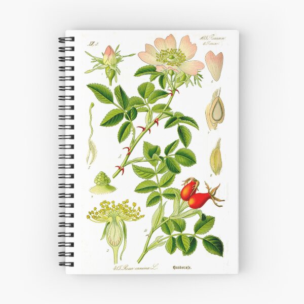 Item preview, Botanical Illustration Rosa Canina designed and sold by botanicalworks.