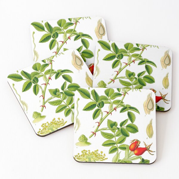 Item preview, Botanical Illustration Rosa Canina designed and sold by botanicalworks.
