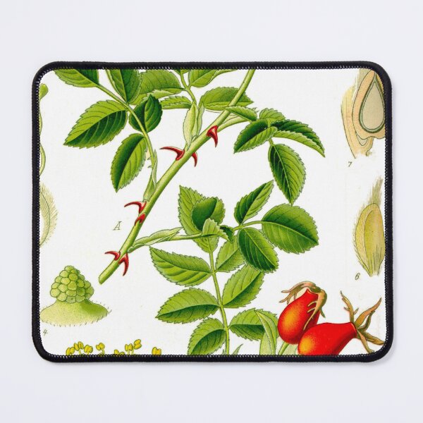Item preview, Botanical Illustration Rosa Canina designed and sold by botanicalworks.