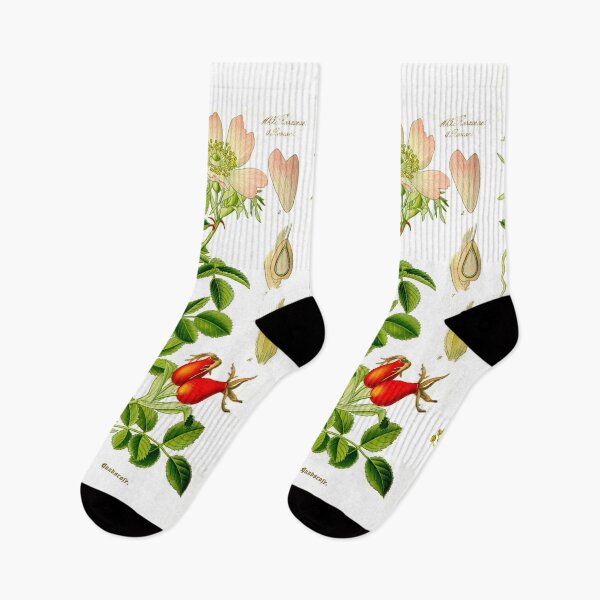 Item preview, Botanical Illustration Rosa Canina designed and sold by botanicalworks.