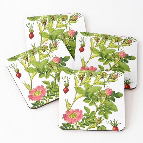 Item preview, Botanical Illustration Rosa Majalis designed and sold by botanicalworks.