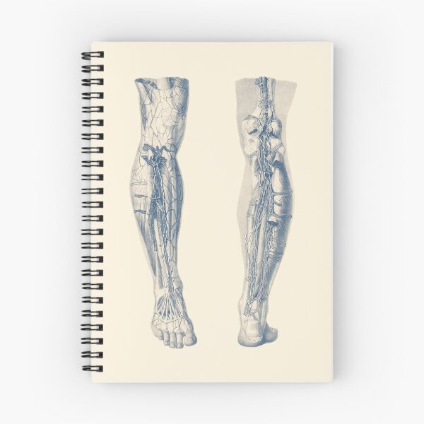 Item preview, Muscular System - Right Leg Dual-View designed and sold by VAposters.
