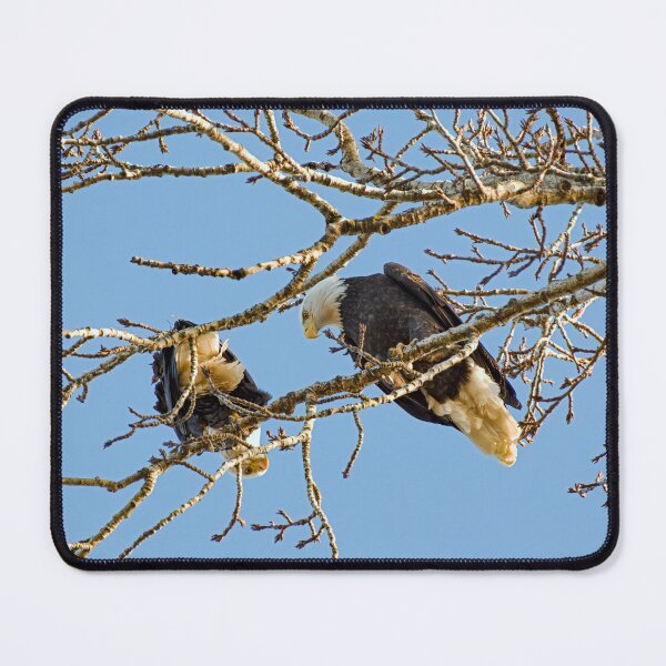 Item preview, Eagle Pair Looking at Each Other Near Sunset designed and sold by lisavonbiela.