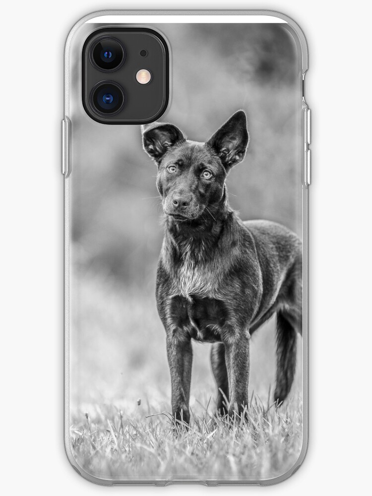 black and white kelpie