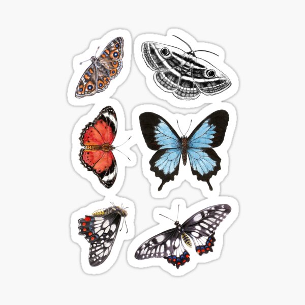 Item preview, Australian Butterflies and Moth Collection designed and sold by Nadya Neklioudova.