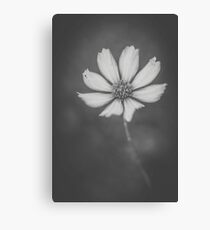 Cosmo in BW Canvas Print