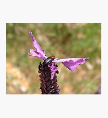 Soldier Beetle on French Lavender Photographic Print