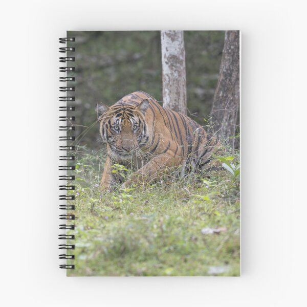 Item preview, Tiger in an Indian Jungle #2 designed and sold by Puttaswamy Ravishankar.